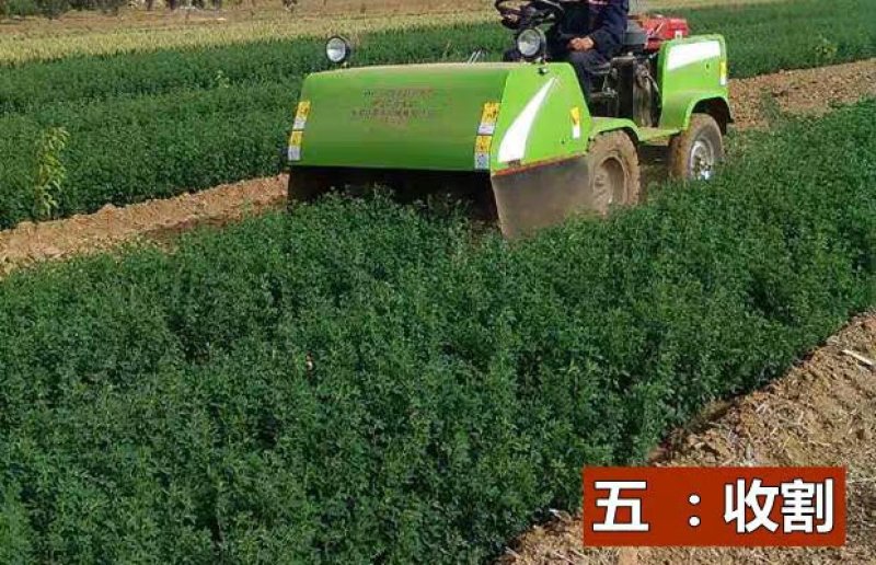 紫花苜蓿种子猪牛羊兔鸡鸭鹅多年生四季养殖牧草苜蓿草籽鱼草