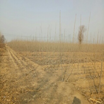 杨树