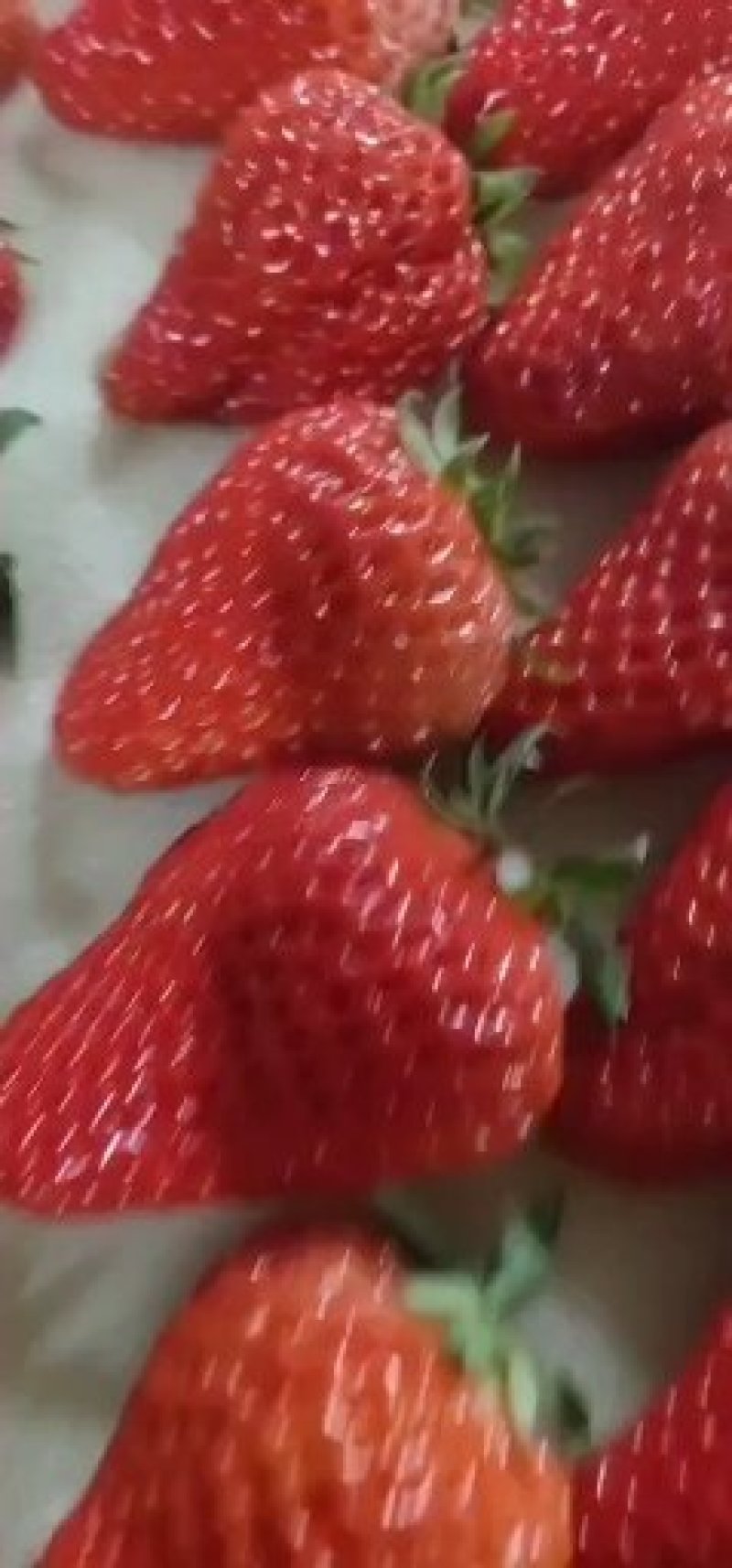 【丹东红颜草莓】精品九九草莓，现采现发，顺丰包邮坏果包赔