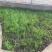 进口黑麦草种籽黑麦草子种多年生四季高产养殖猪牛羊鸡鸭鹅鱼