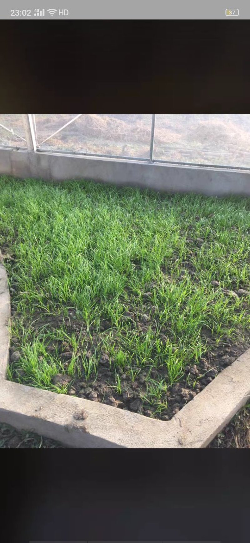 进口黑麦草种籽黑麦草子种多年生四季高产养殖猪牛羊鸡鸭鹅鱼