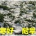 进口黑麦草种籽黑麦草子种多年生四季高产养殖猪牛羊鸡鸭鹅鱼