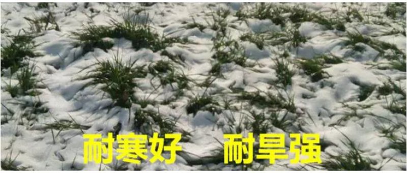 进口黑麦草种籽黑麦草子种多年生四季高产养殖猪牛羊鸡鸭鹅鱼