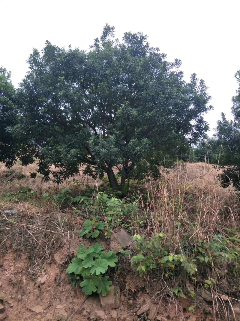 杨梅树各种规格各种品质杨梅树供应供应供应