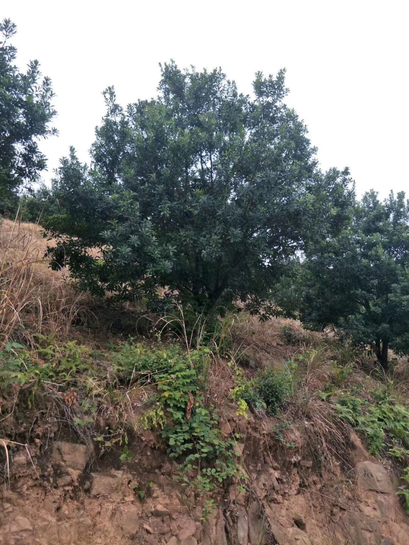 杨梅树各种规格各种品质杨梅树供应供应供应