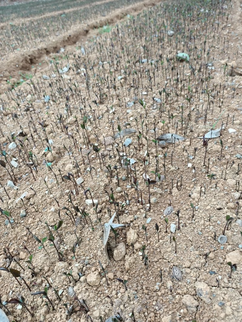 油茶苗油茶小苗油茶芽苗包邮