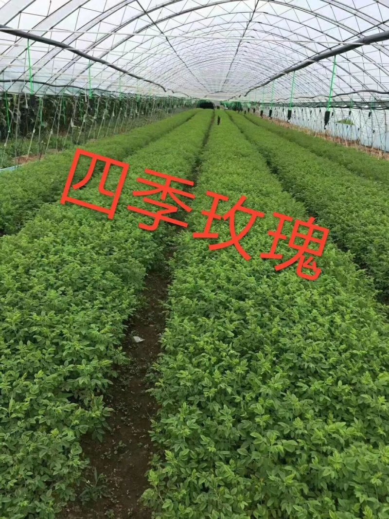 产地批发东北连翘规格全连翘播种小苗东北绿化小苗