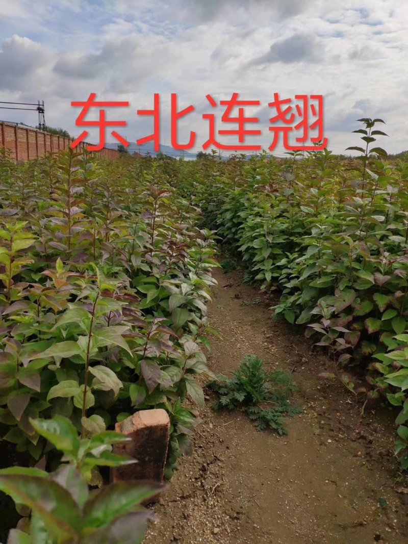 产地批发东北连翘规格全连翘播种小苗东北绿化小苗