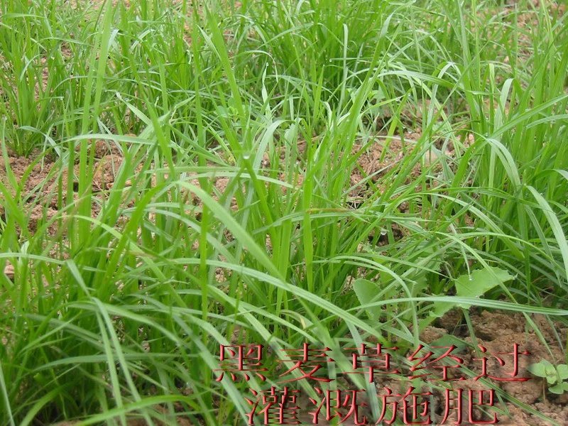 进口黑麦草种籽黑麦草子种多年生四季高产养殖猪牛羊鸡鸭鹅鱼