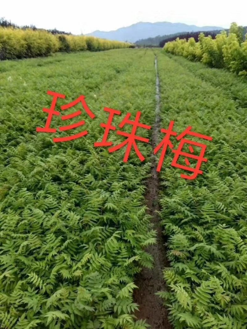 现苗水蜡小苗东北水蜡树苗绿篱苗规格全实地看苗