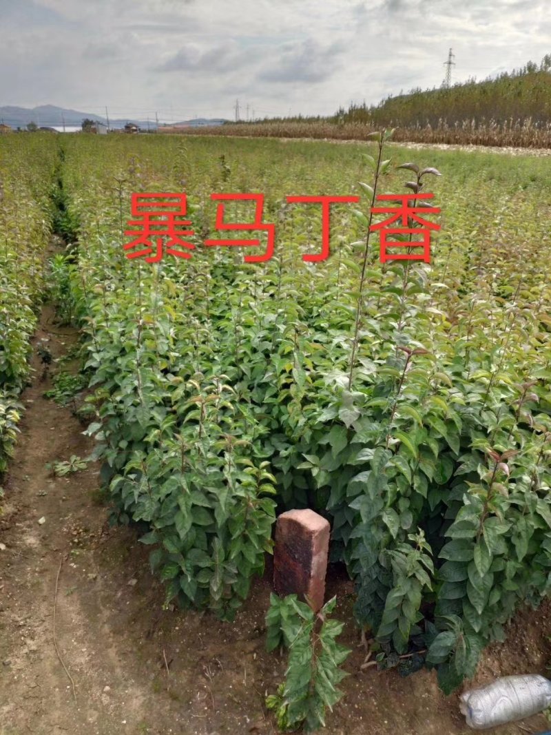 现苗水蜡小苗东北水蜡树苗绿篱苗规格全实地看苗