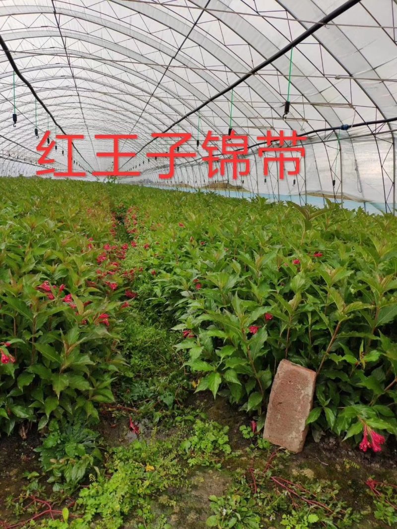 现苗水蜡小苗东北水蜡树苗绿篱苗规格全实地看苗