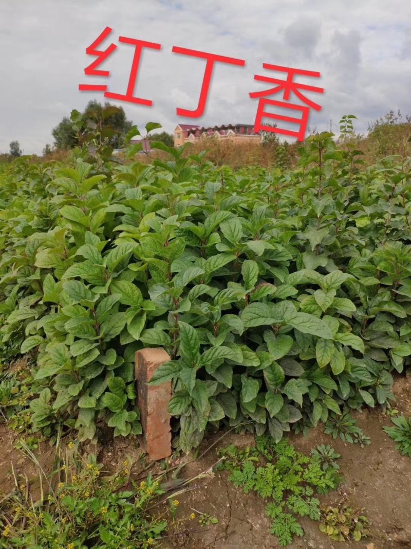 现苗水蜡小苗东北水蜡树苗绿篱苗规格全实地看苗