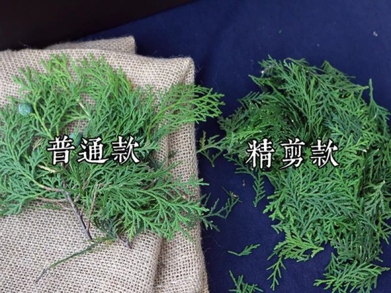 侧柏叶，嫩叶采摘现采现发货，