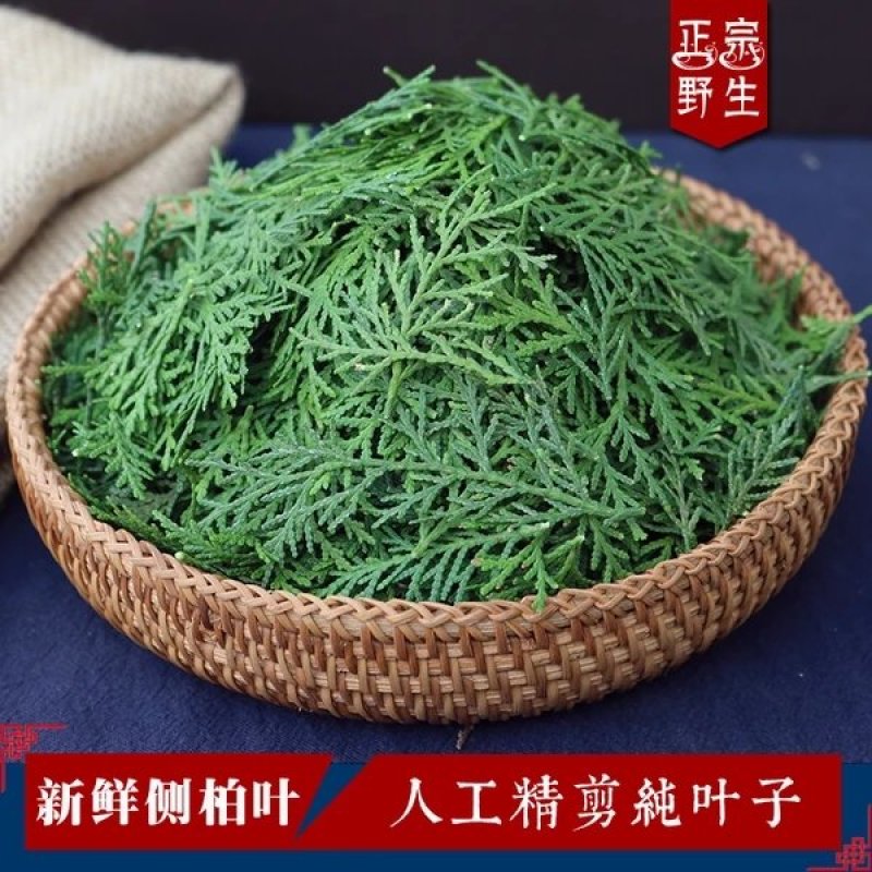 侧柏叶，嫩叶采摘现采现发货，
