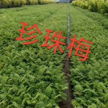 现苗珍珠梅喷雪花规格全东北珍珠梅灌木花丛实地看苗