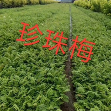 现苗珍珠梅喷雪花规格全东北珍珠梅灌木花丛实地看苗