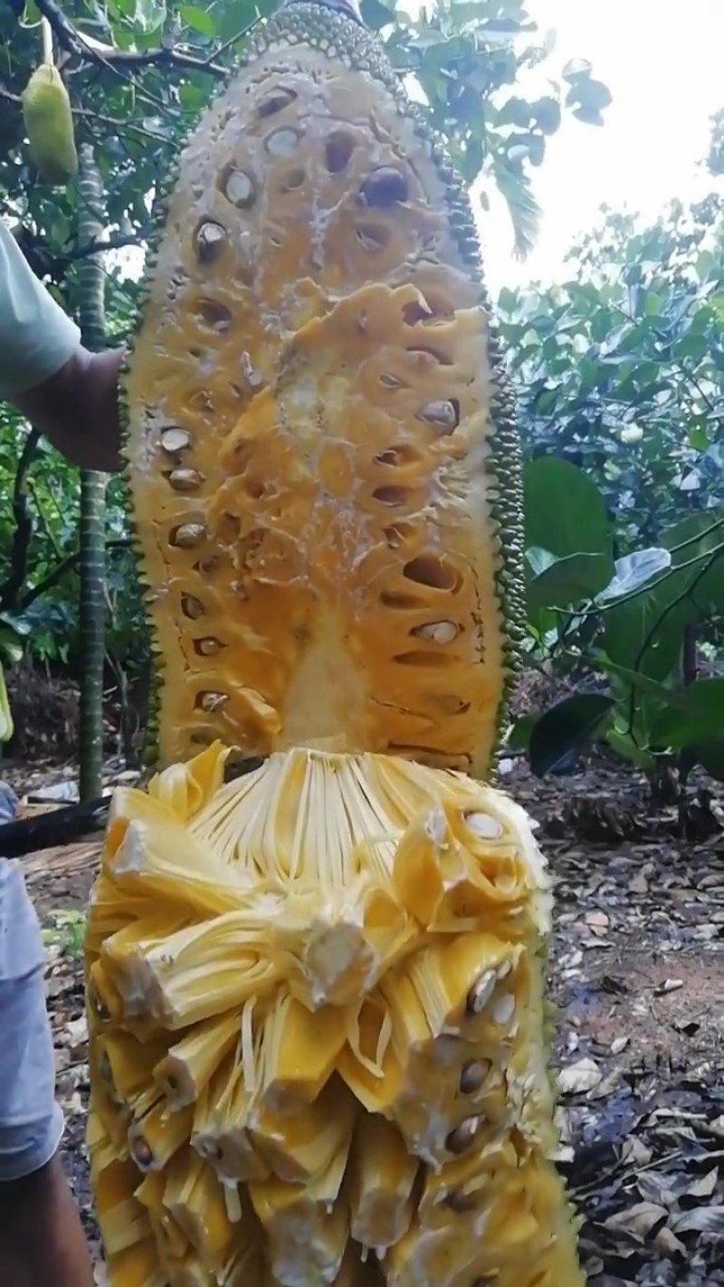 热带水果