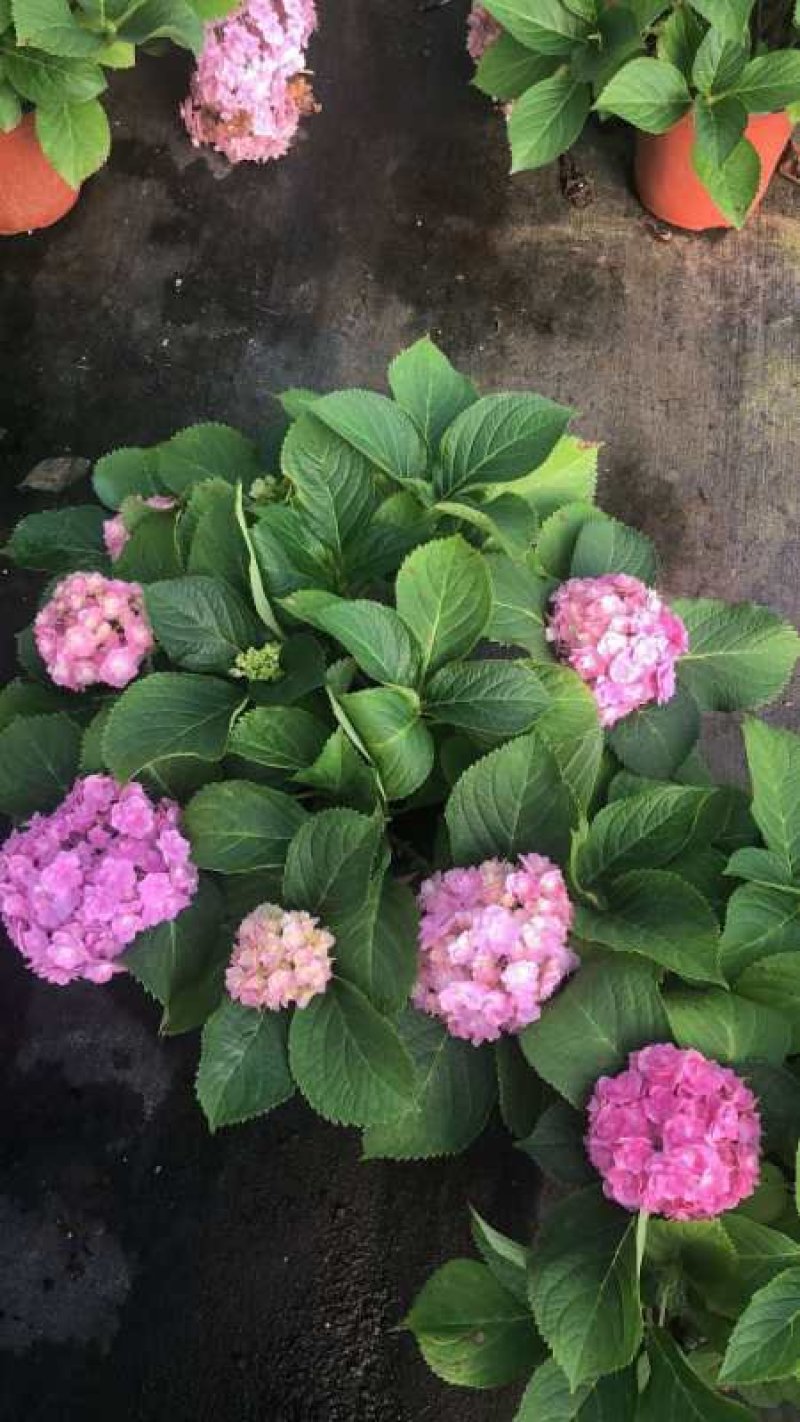 绣球苗带土球发货无尽夏海蓝保证成活率