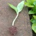 绣球苗带土球发货无尽夏海蓝保证成活率
