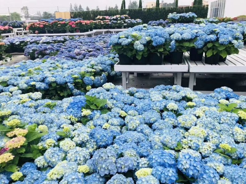 绣球苗带土球发货无尽夏海蓝保证成活率