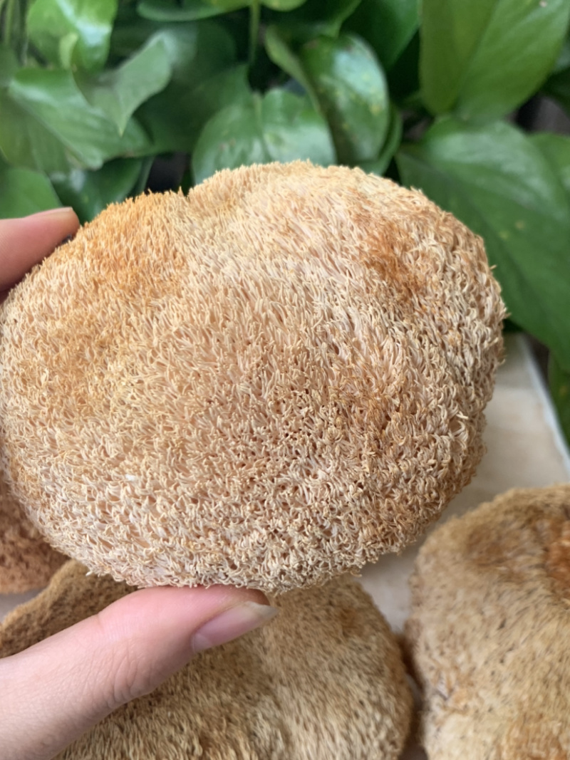 特级猴头菇淘货源微商电商实体一件代发专注批发