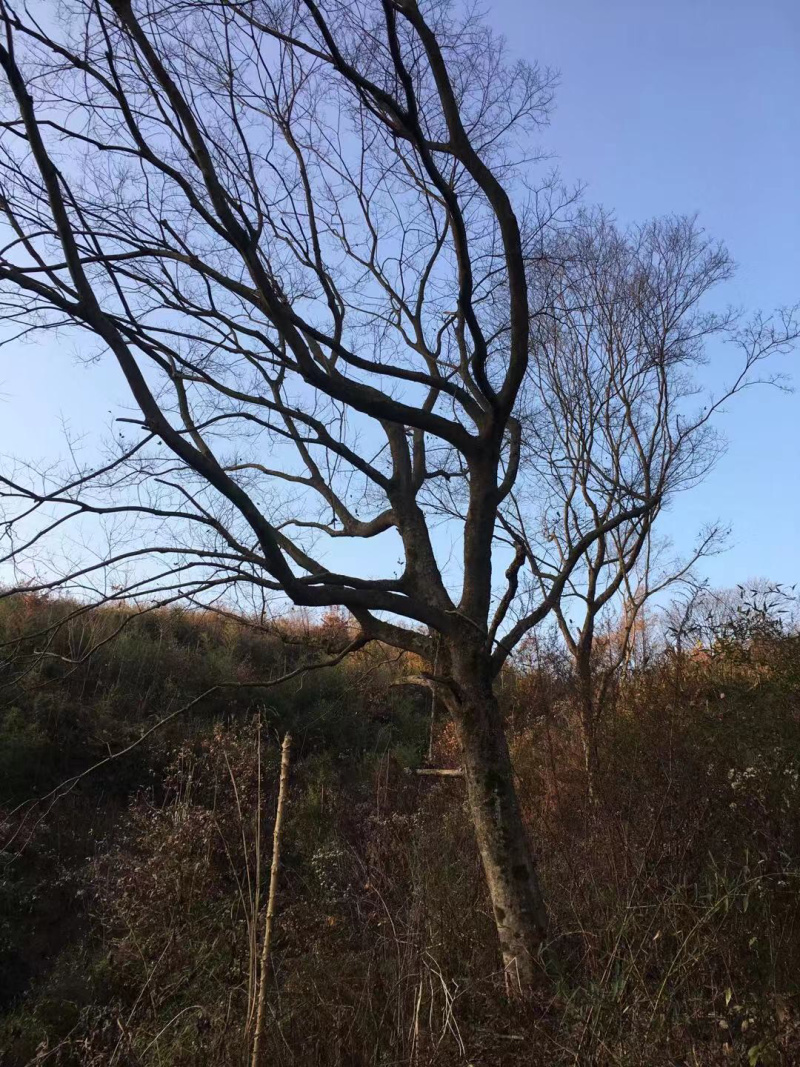 朴树各种规格各种品质的单干朴树以及丛生朴树