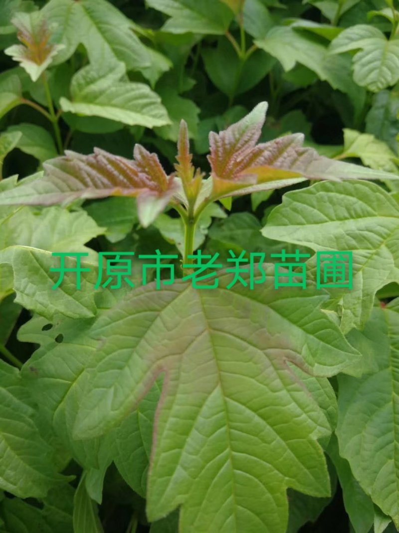 供应鸡树条子小苗天目琼花荚蒾绿化小苗实地看苗订购