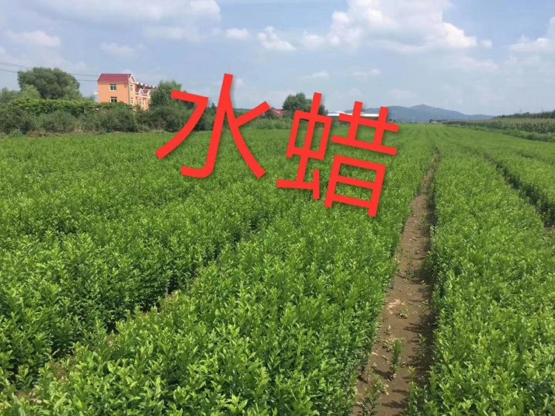 供应鸡树条子小苗天目琼花荚蒾绿化小苗实地看苗订购