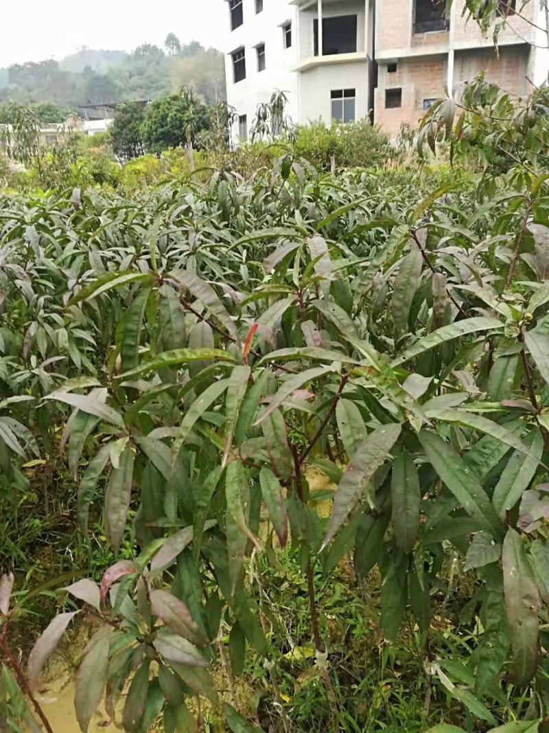 鹰嘴桃苗保证品种纯正包成活结果