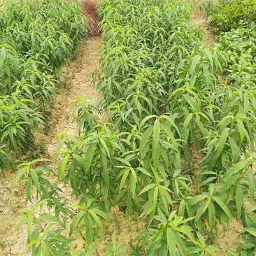 鹰嘴桃苗保证品种纯正包成活结果