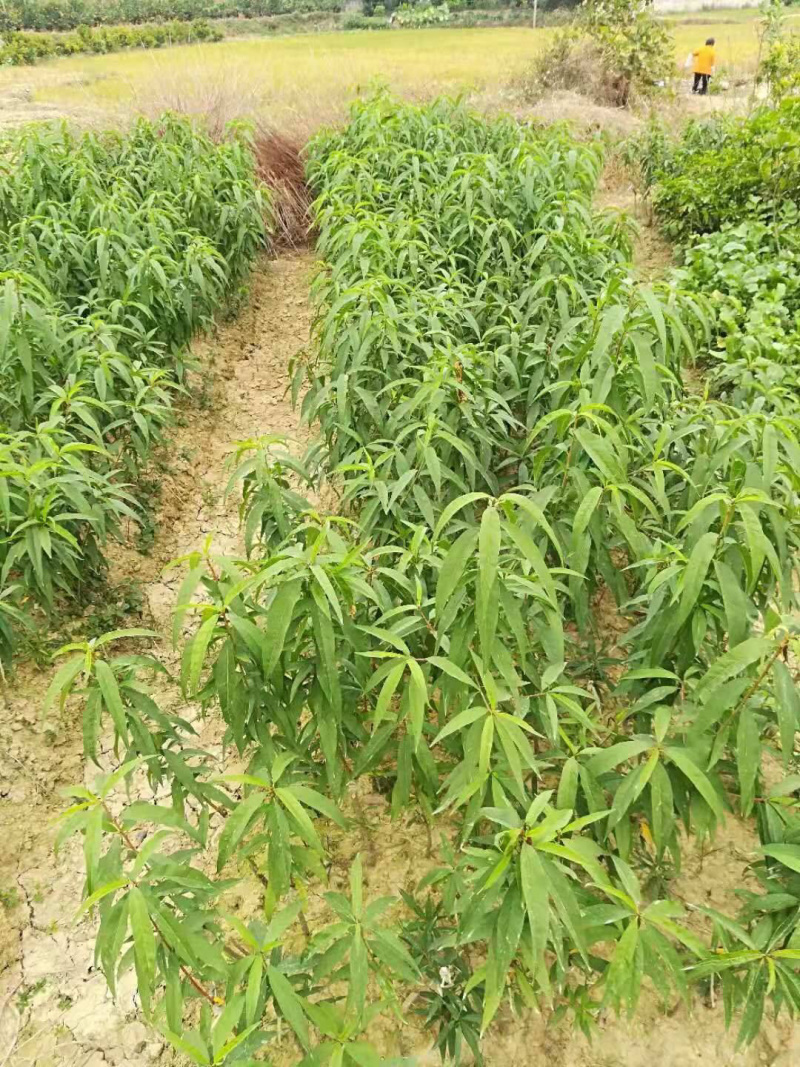 鹰嘴桃苗保证品种纯正包成活结果