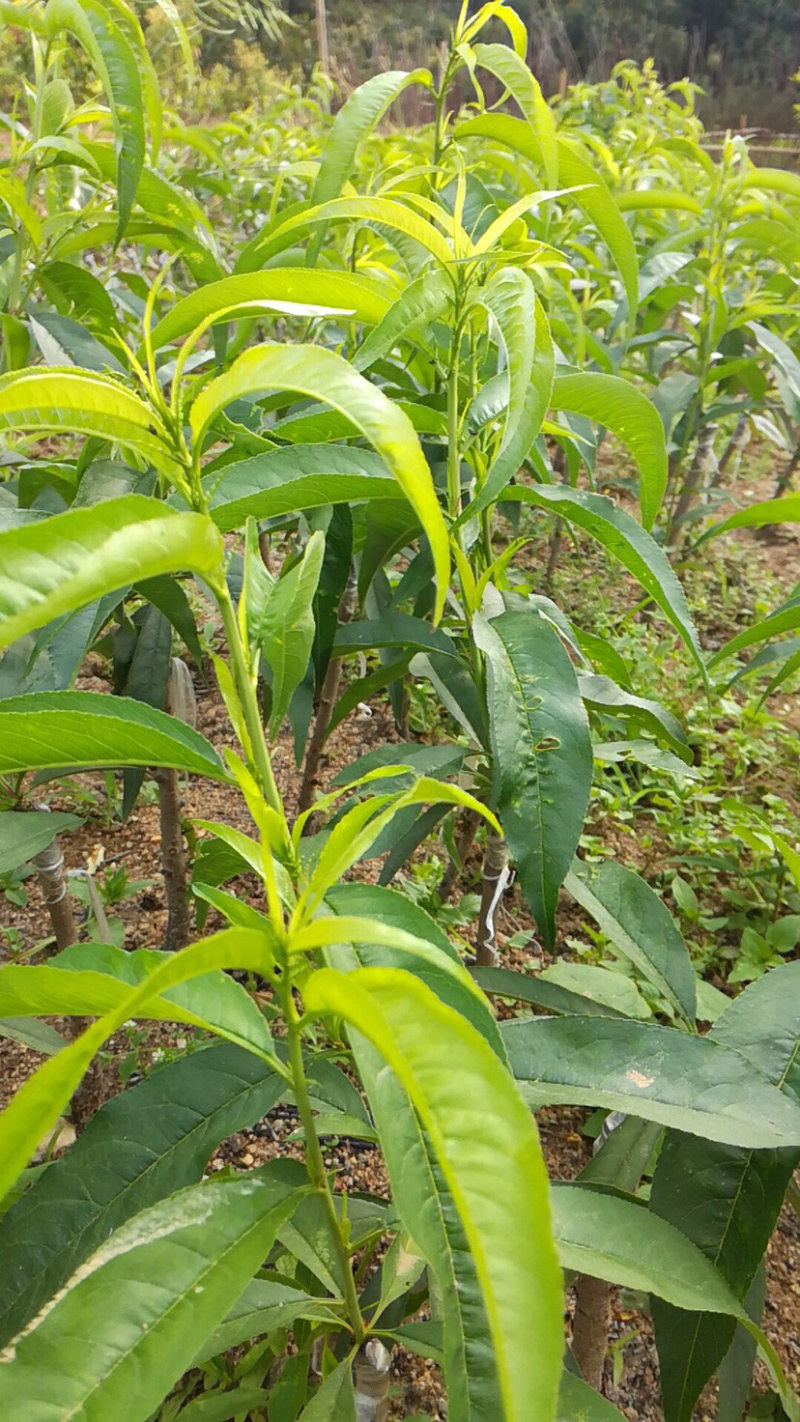 鹰嘴桃苗保证品种纯正包成活结果
