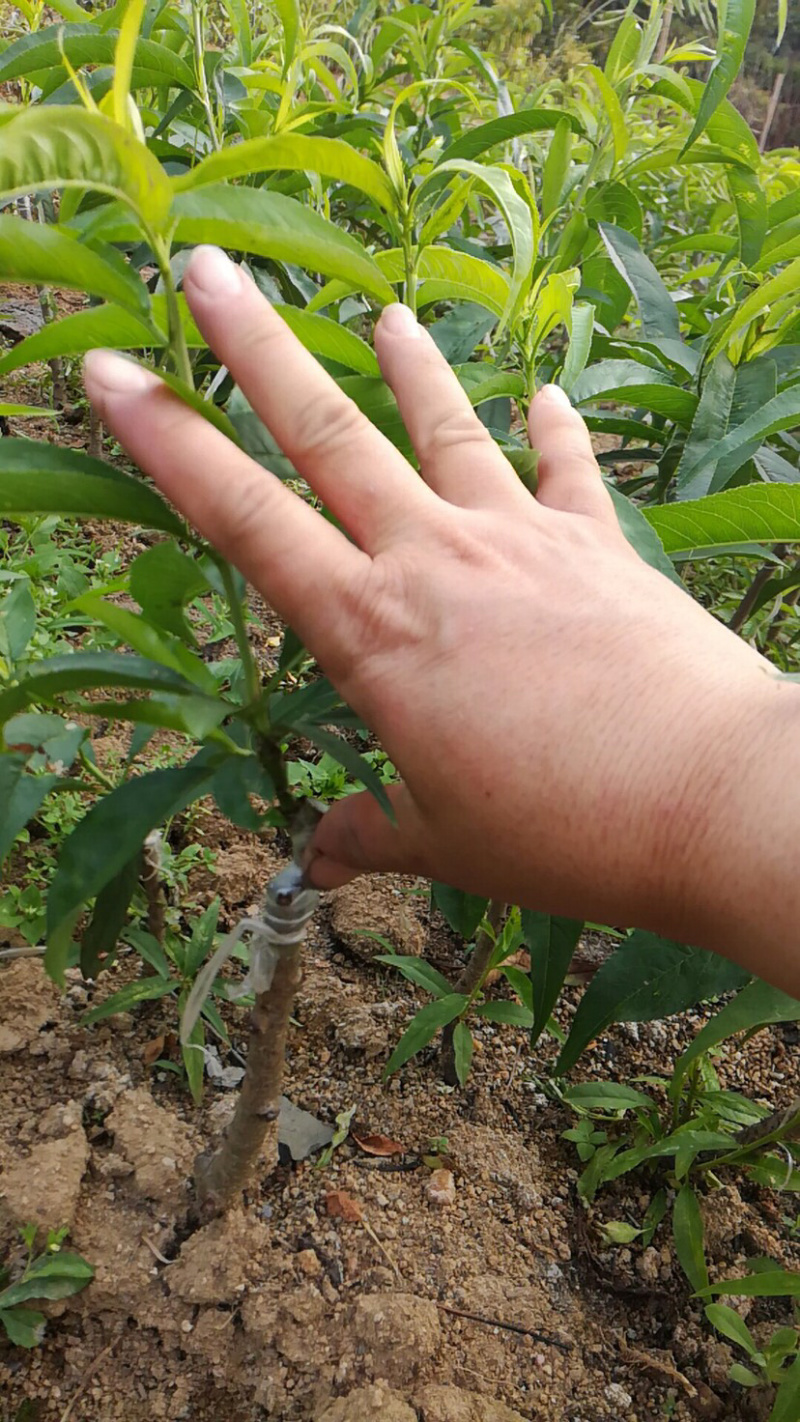 鹰嘴桃苗保证品种纯正包成活结果
