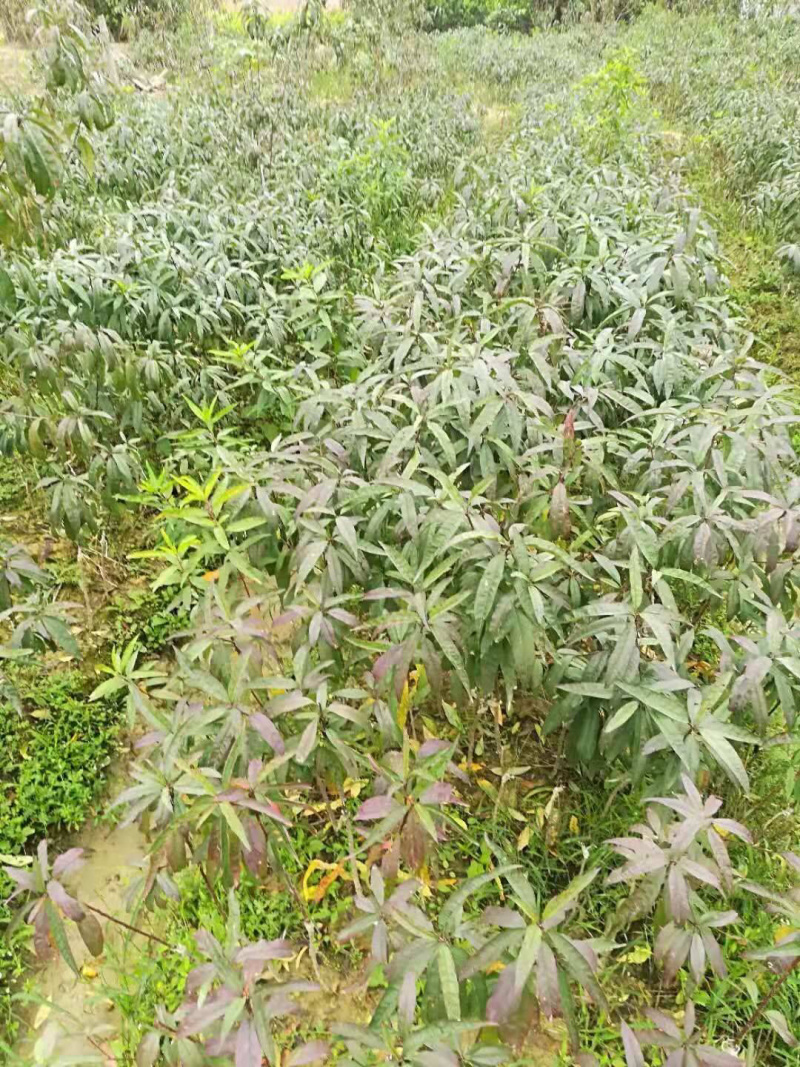 鹰嘴桃苗保证品种纯正包成活结果