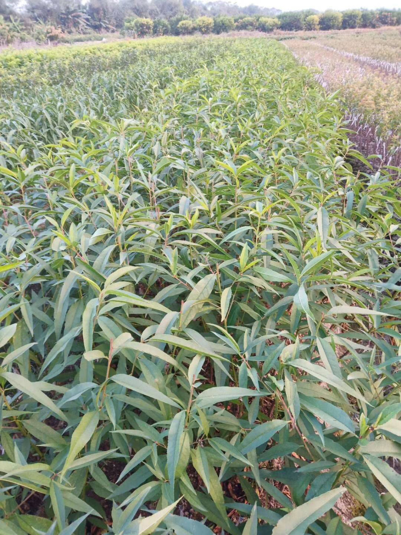 鹰嘴桃苗保证品种纯正包成活结果