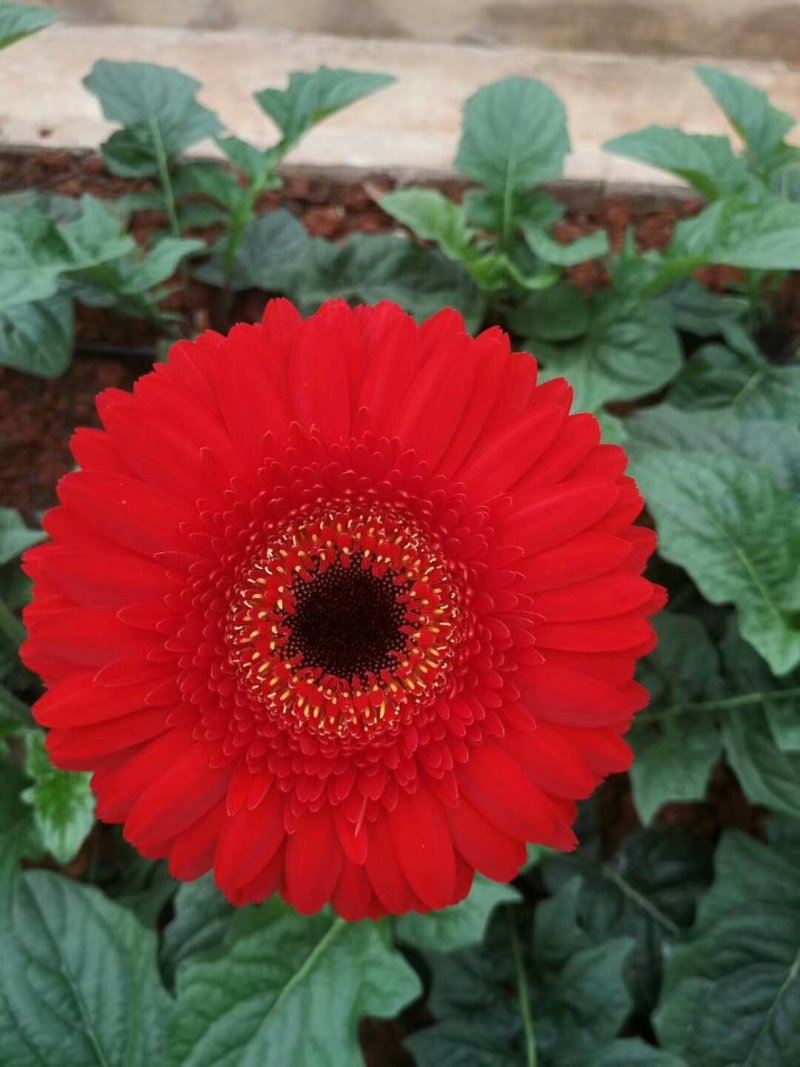 非洲菊苗扶郎苗组培育苗质量保证量大从优常年供应