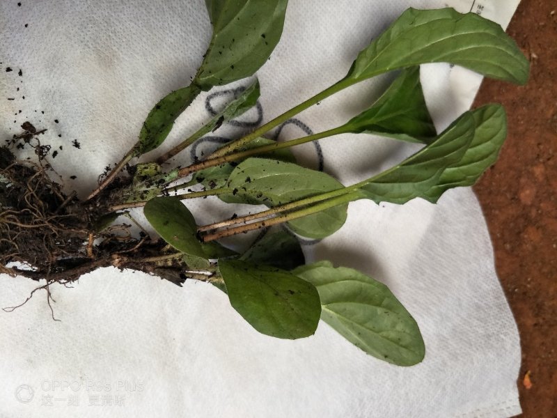非洲菊苗扶郎苗组培育苗质量保证量大从优常年供应