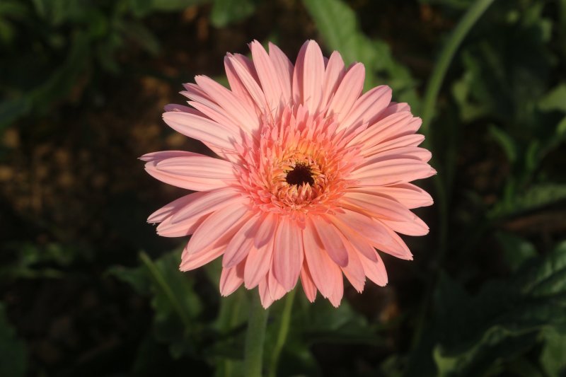 非洲菊苗扶郎苗组培育苗质量保证量大从优常年供应