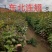现苗紫丁香小苗大叶丁香树苗耐寒绿化种苗实地看苗