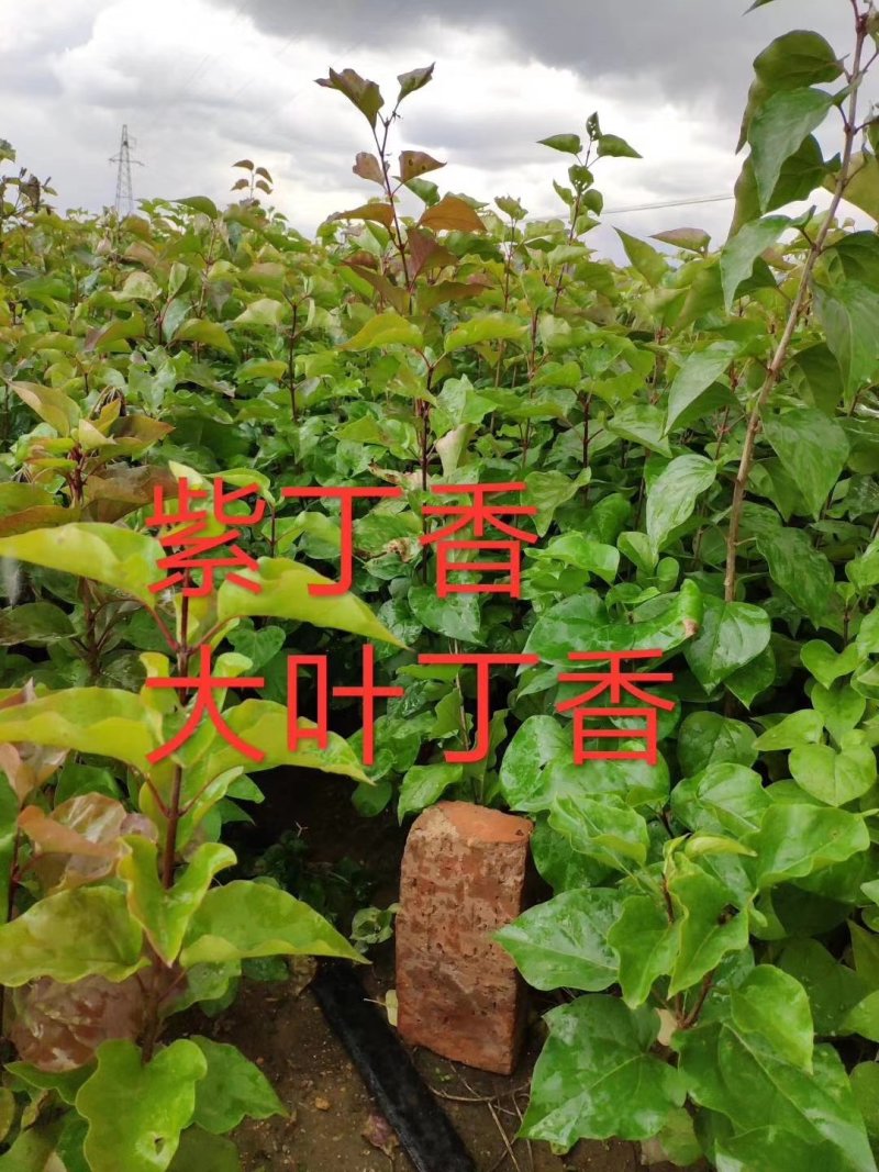 现苗紫丁香小苗大叶丁香树苗耐寒绿化种苗实地看苗