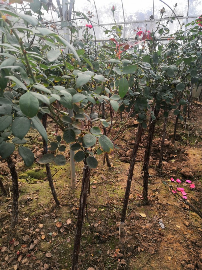 月季树桩月季嫁接各种精品月季品种齐全花色任选