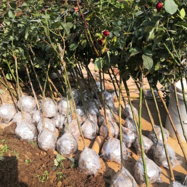 月季树桩月季嫁接各种精品月季品种齐全花色任选