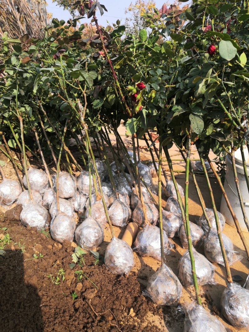 月季树桩月季嫁接各种精品月季品种齐全花色任选
