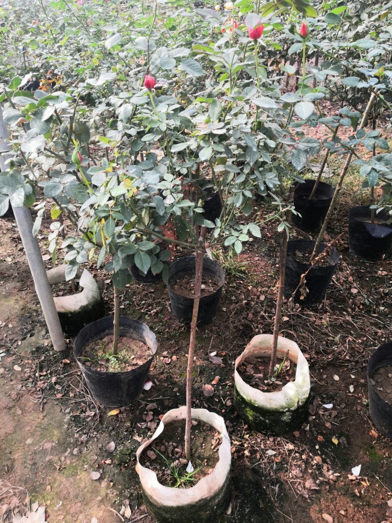 月季树桩月季嫁接各种精品月季品种齐全花色任选
