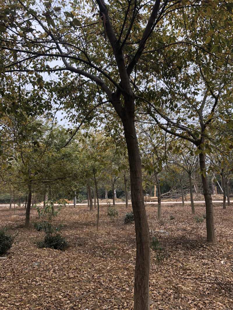 朴树各种规格各种品质的单干朴树以及丛生朴树