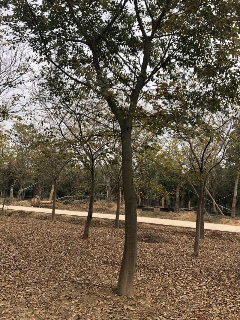 朴树各种规格各种品质的单干朴树以及丛生朴树