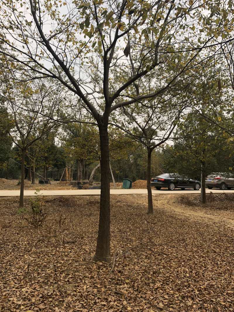 朴树各种规格各种品质的单干朴树以及丛生朴树