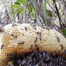 广西野生蜂蜜，小蜂，崖蜂。