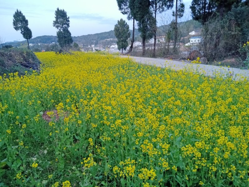 广西野生蜂蜜，小蜂，崖蜂。